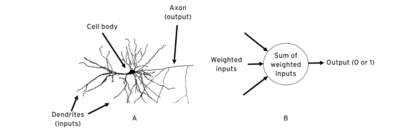 Biological neuron vs artificial neuron